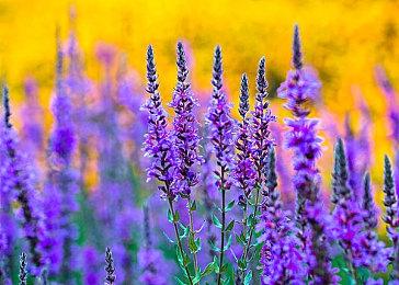 《消逝的光芒2》2月1日举行1周年直播：有惊喜内容